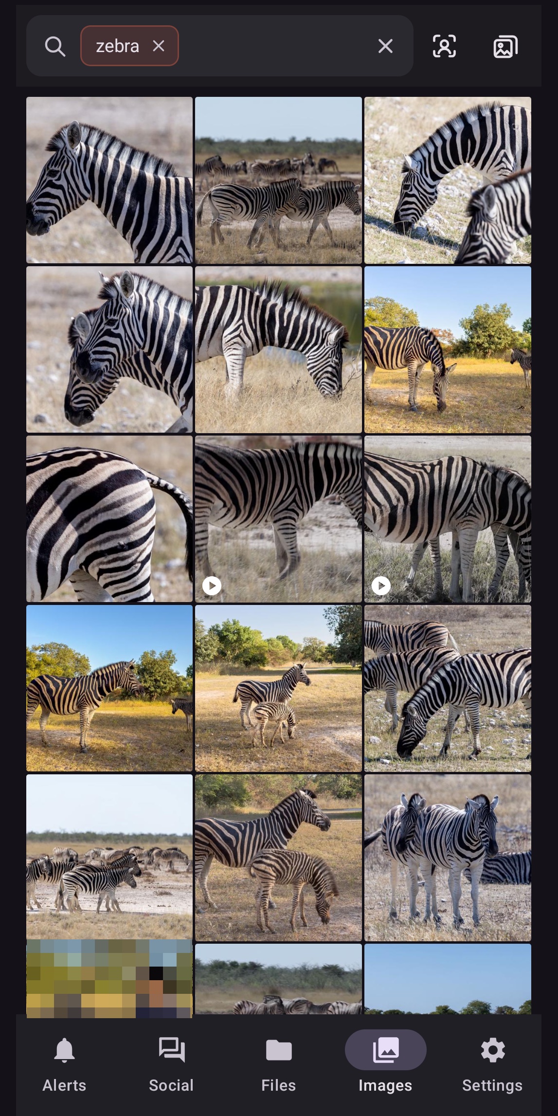 Search: every photo of a zebra, found by the tags the device adds on its own